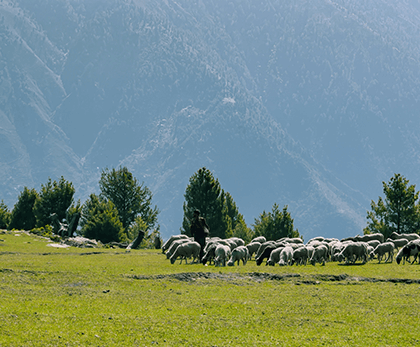 Sonamarg: Where the Mountains Begin to Sing